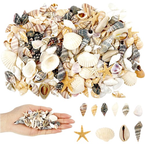 Muscheln set 200 - 200, stück