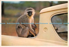 D067935 Vervet Monkey. mit