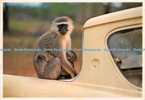 D067935 vervet monkey - vervet, monkey.