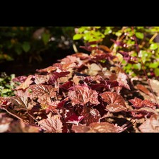 Heuchera micrantha 'Cherry Cola'  -R- - Garten-Purpurglöckchen 'Cherry Cola'® -…