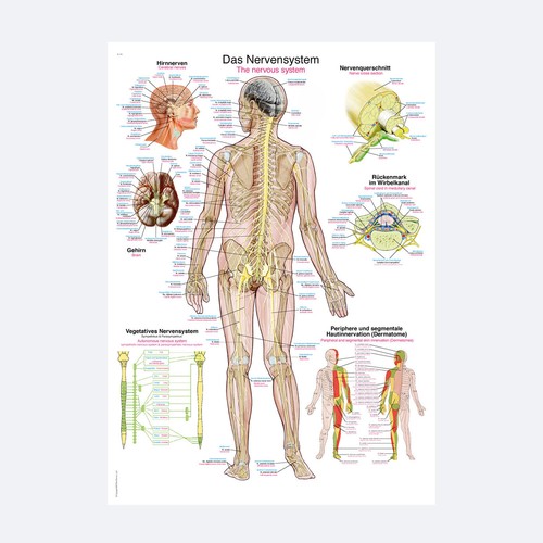Lehrtafel das nervensystem - "das, |