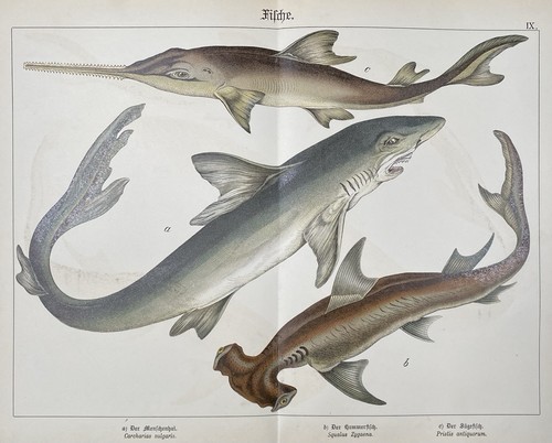 Antike grafik fauna - antike, fische