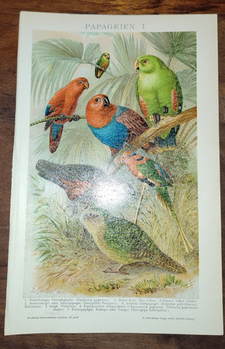 Lithographie brockhaus 1895 - lithographie,