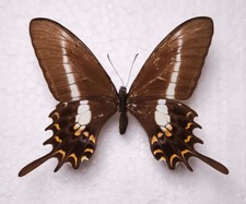 Papilio hectorides female