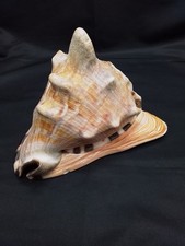 Meeresschnecke Cassis Cornuta Helmschnecke 16cm/600g