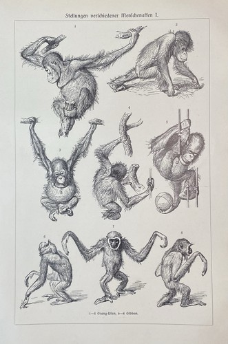 Originalgrafik fauna - originalgrafik,