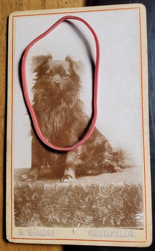 Sitzender hund ca - hund,