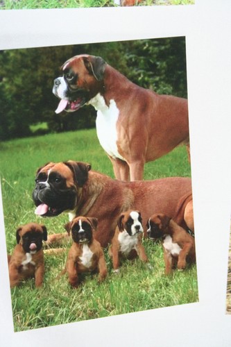 Hunde postkarte von poster xxl - hunde,