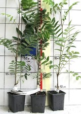 Sorbus aucuparia "Wettra"  -  kräftig aufrechtwachsende Eberesche , Vogelbeere