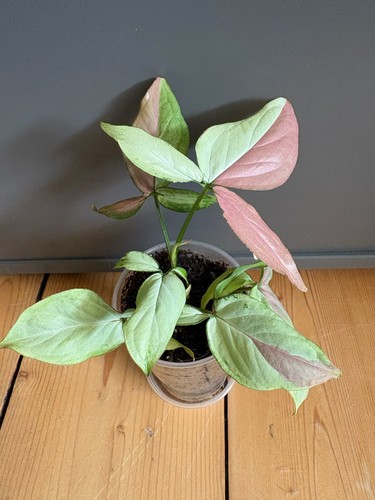 Syngonium strawberry milk - syngonium,
