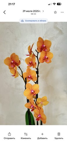 Phalaenopsis
