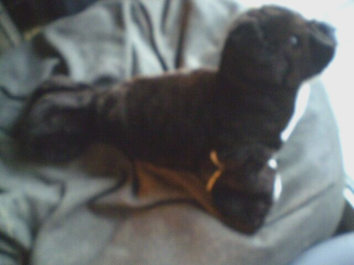 Steiff cosy robbe - steiff,