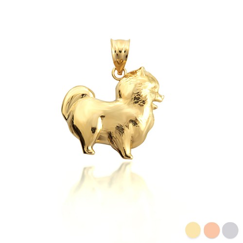 Gold pomeranian pomchi - pomeranian,