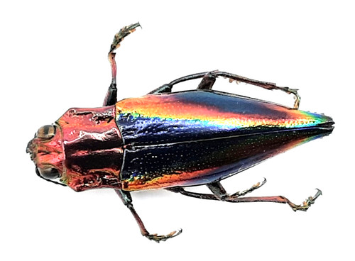 Buprestidae cyphogastra - buprestidae,,