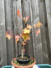 Amberbaum Pre Bonsai Höhe ca 37cm Jahrgang 2020