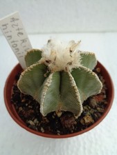 Aztekium hintonii über 4,5cm