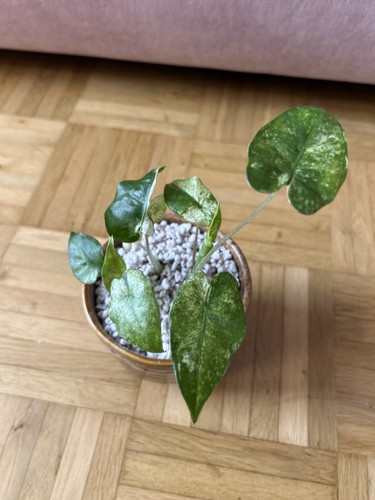 Alocasia macrorrhiza albo - alocasia,