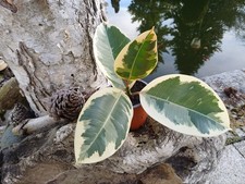 Weißbunter Gummibaum 'Tineke'