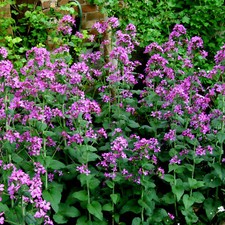 Lunaria annua, Silbertaler