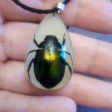 Grün schillernder Skarabäus