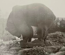 Bär Skulptur Zoo Tiergarten Berlin Bernburg Bern Zerbst Raguhn Madrid ? Foto
