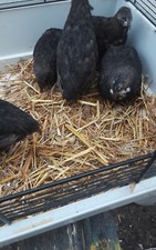 Bruteier von schwarzen