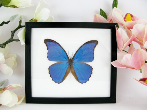 Morpho didius wunderschöner - didius,