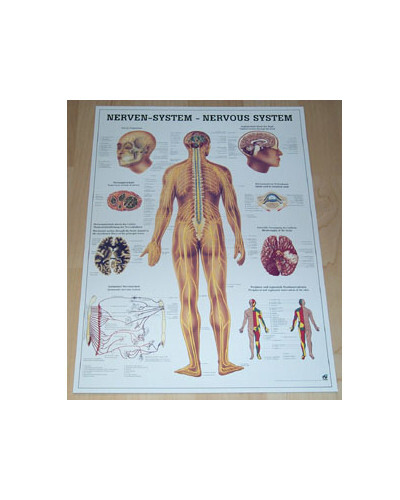 Neu anatomie physiotherapie - /,