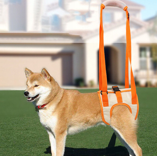 Hebehilfe treppensteigen hund - treppensteigen,