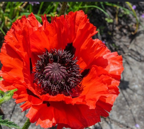 Türkischer mohn rot - türkischer, 100