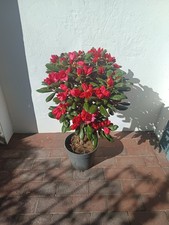 Rhododendronstamm rosa rot - -,