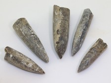 Belemniten, Belenmites densus