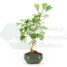 BONSAI 'Ginkgo biloba'