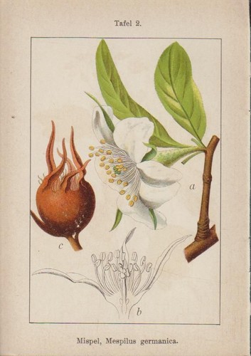 Lithographie echte - lithographie, :