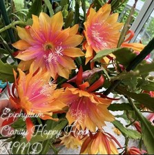 Epiphyllum "Clarity's Happy