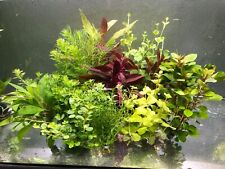 Anti-Algen-Set "Groß" 15 Bunde Aquariumpflanzen Pflanzen Aquarium gegen Algen