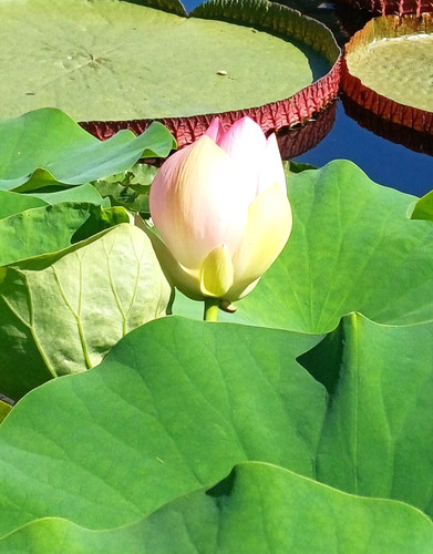 Samen lotusblume - samen, und