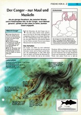Der Conger - nur Maul und Muskeln Infokarte