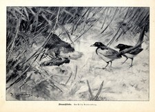 Wilhelm Buddenberg Strauchdiebe Jagdliche Grafik / Druck um 1927