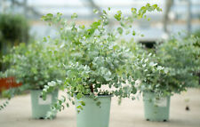 2x XL Eucalyptus Gunni Gunnii Busch Eukalyptusbaum 50 cm, Pflanze winterhart