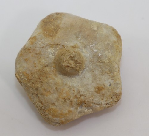 Crinoide millericrinus - crinoide,,