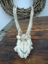 Rehgeweih Geweih Rehschädel