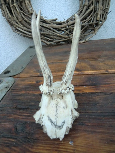 Rehgeweih geweih rehschädel - geweih,