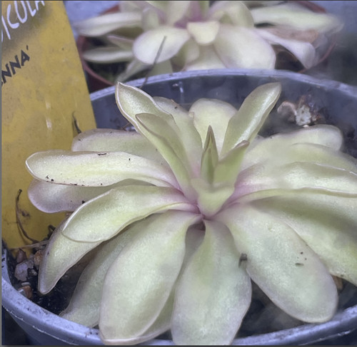 Pinguicula anna karnivore - anna,,