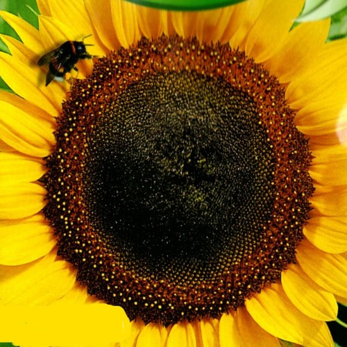 Sonnenblume riesen - sonnenblume,
