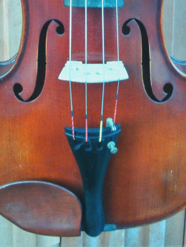 Old viola lab gallrein - "p.,