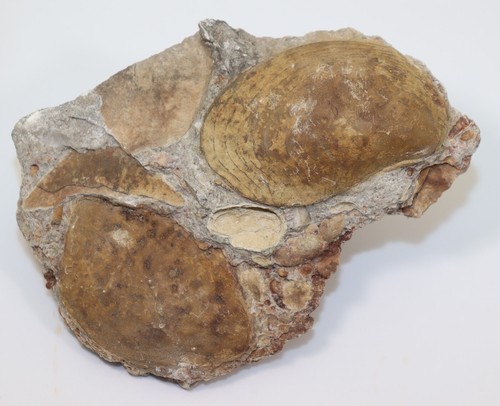 Muschel pteronitella - muschel,,