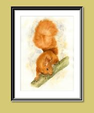 Rotes Eichhörnchen Druck aus