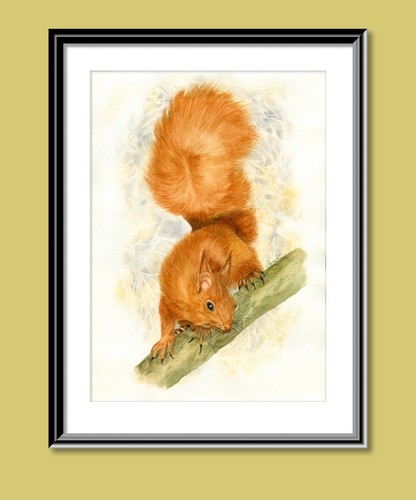 Rotes eichhörnchen druck aus - rotes,