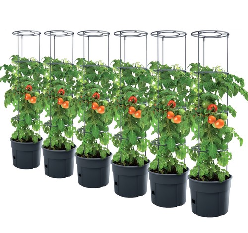 Tomatenpflanze pflanzkübel - 6x,